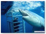 Shark cage diving